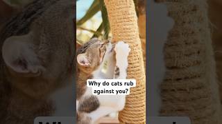 Fun Cat Facts Why do cats rub against you [upl. by Feldt]