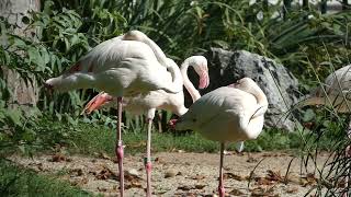 Rosa Flamingo Phoenicopterus roseus Tiergarten Zoo Schönbrunn Superzoom [upl. by Mond]