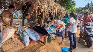 Amazing  Exploring Sri Lankas Bustling Fish Market Fresh Seafood [upl. by Idou]