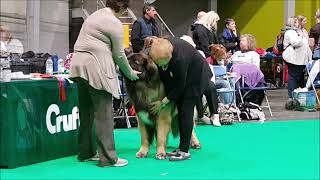 Highlights of the Leonbergers at Crufts 2019 [upl. by Gerome]