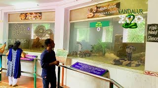 vandalur zoo snakestamil nadu snake parkarignar anna zoological parksnake park [upl. by Eimirej]