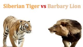 Siberian Tiger vs Barbary Lion 2019 [upl. by Thekla]