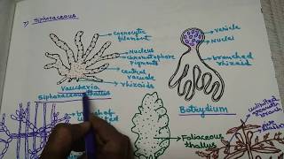 Algae  Habitat and Thallus organization in Hindi [upl. by Humph]