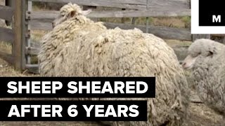 Sheep Finally Sheared After 6 Years of Being Lost in the Wilderness [upl. by Horace]