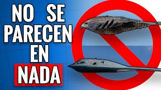 🚫Diferencias entre PÁJARO y AVIÓN  B2 y Halcón No se pueden Comparar [upl. by Adnaluy]