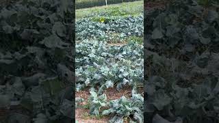 Collards Green Farm [upl. by Einnor410]