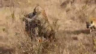 Leopards fighting  Mala Mala SouthAfrica [upl. by Anelad]