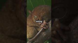 Mindblowing facts about tarsiers you didn’t know 🐒 [upl. by Mossman]