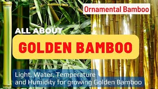 ALL ABOUT GOLDEN BAMBOO  FEATURES PROPAGATION CARE  Ornamental Bamboo [upl. by Jenna]