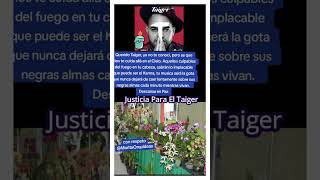 Justicia para el Taiger 🙏💖 [upl. by Sandstrom]