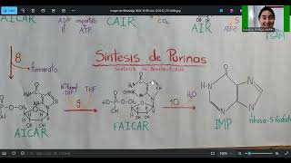 sintesis de nucleótidos Purinas [upl. by Vastah]