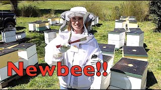 Beekeeping Tips For Beginners [upl. by Refinnej]