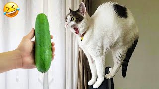 You Laugh You Lose 2024 😸🐶 Best Funny Cats and Dogs Videos 😁🥰🥰 Part 13 [upl. by Henrik]