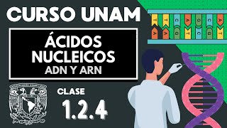 🌱 ÁCIDOS NUCLEICOS  Examen UNAM  ADN Y ARN nucleótidos bases nitrogenadas  Biología UNAM [upl. by Aelanna]