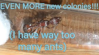 EVEN MORE new colonies I have way too many ants [upl. by Nadbus44]