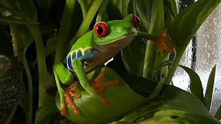 Red Eyed Tree Frog Care Guide Part 2 [upl. by Nala]