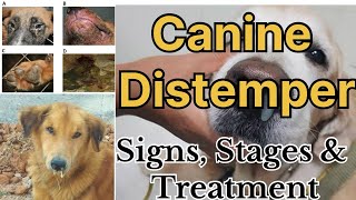 Canine Distemper in Dogs All stages with signs and possible treatment options by Dr Sk Mishra [upl. by Tallulah]