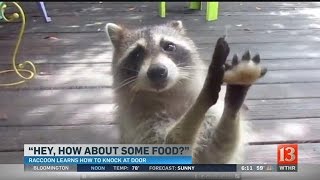 WATCH Greedy raccoon steals cat food knocks on door demanding more [upl. by Atiker]