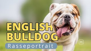 Englische Bulldogge vom Stierkampf ins Einfamilienhaus [upl. by Eceertal779]