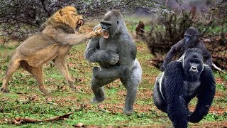 King Lions attack Gorillas Herd Gorilla panic carry Baby on his back run away [upl. by Yanahs326]