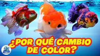 PORQUE CAMBIAN DE COLOR LOS GOLDFISH [upl. by Gnilyam]