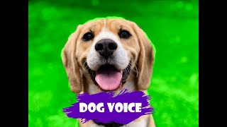 Dog voice  Dog Sound [upl. by Lotson]