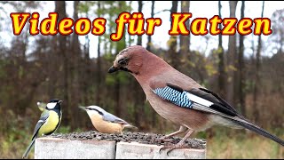 Vögel für Katze  Ein Vogelvideo für Katzen zum Anschauen [upl. by Hogarth]