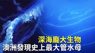 深海龐大生物 澳洲發現史上最大管水母｜神秘海洋生物｜奇特動物 [upl. by Wallie200]