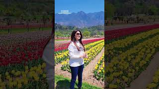 Tulip Gardens at Srinagar💐💐 bhagyashree shorts srinagar kashmir tulipgardenkashmir [upl. by Weiner272]