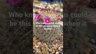 Blooming Cactus Magic  Beautiful Desert Flower in Action [upl. by Tarazi863]