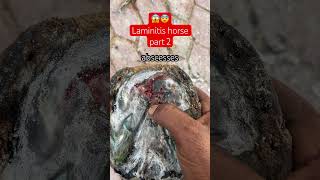 Laminitis horse 🐴 hoof abscesses horseshoeing laminate farrier equestrian [upl. by Yesllek]