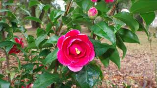 Camellia japonica Tama Anemone timelapse [upl. by Lotson50]