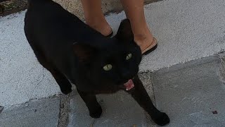 Incredibly cute black cat meows like a stutterer and purrs loudly [upl. by Con]