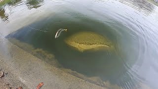 HUGE SWIMBAIT catches MONSTER BASS RIGHT AT THE BANK [upl. by Adnwahs198]