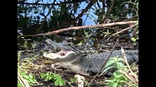 Paynes Prairie Gainesville Florida After Hurricane Helene [upl. by Donelu]