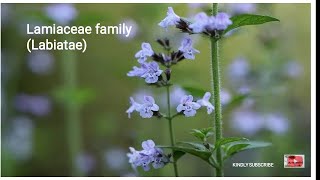 Lamiaceae family description floral formula importance [upl. by Jennee]