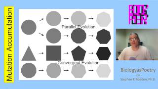 Mutation Accumulation [upl. by Sajet]