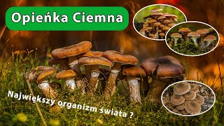 Opieńka ciemna Armillaria ostoyae [upl. by Ecirtnuahs]