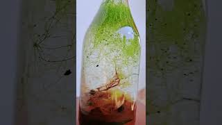 5 month update closed ecosystemwith Utricularia gibba plant ThasiTerrariumEcosystem [upl. by Reinhart995]