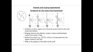 phloem and translocation [upl. by Malvie]