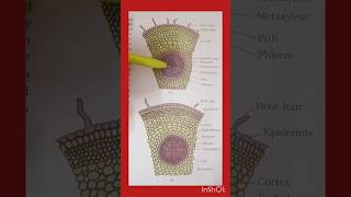 shortsDicot root vs monocot rootanatomyoffloweringplantsclass11neetBiology concept [upl. by Dryfoos]