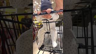 Baby Sleeping on Cart 🛒🛒 [upl. by Carey]