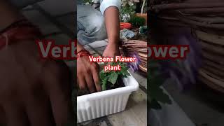 How to grow verbena Flower plants shortsvideo short plantwala gardeningadvice flowergardening [upl. by Aicirpac]