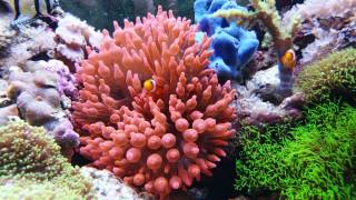 4K Amphiprion ocellaris clownfish video [upl. by Catrina367]