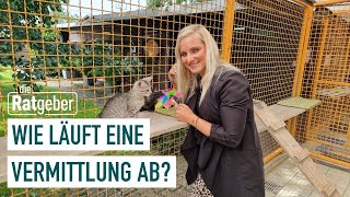 Katze aus dem Tierheim adoptieren Tipps amp Voraussetzungen  Die Ratgeber [upl. by Resneps896]