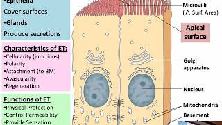 Bi265 010819 NonExcitable Tissues [upl. by Allac899]