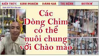 Các dòng chim có thể nuôi chung với chào mào mà không bị ảnh hưởng [upl. by Ciredec91]