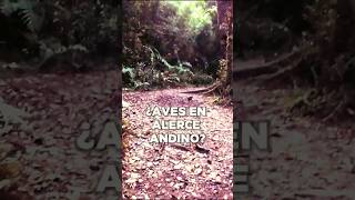 ¿Qué tipos de aves guarda el Parque Alerce Andino 🦅🌳 senderismo rutasdesenderismo trekkingchile [upl. by Sirad]