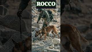 Rocco the War Dog The Incredible Story of a Military Dog Hero Who Saved a Soldiers Life [upl. by Blinny499]