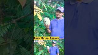 BUAH BEDURU DARI HUTAN ALAM [upl. by Ennaeirb3]